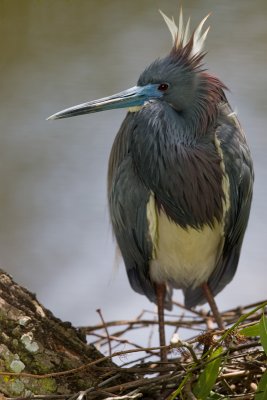 Aigrette tricolore / Tricolored heron