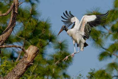 Tantale d'Amrique /  Wood Stork