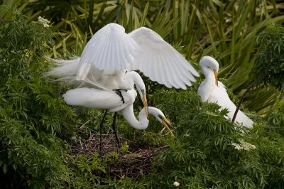 Grandes Aigrettes / Great Egrets