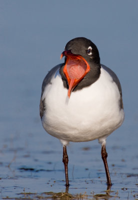 Mouette atricille / Laughing Gull