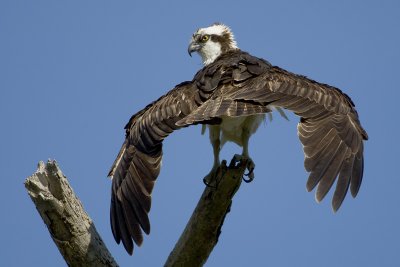 Balbuzard p�cheur / Osprey