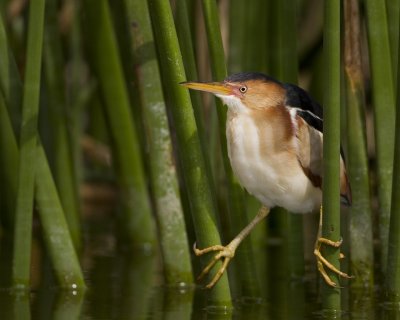 Petit blongios / Least Bittern