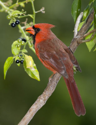 Cardinal rouge / Northern Cardinal