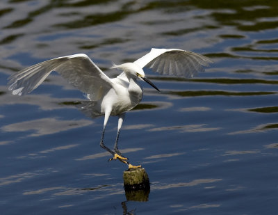 Aigrette neigeuse / Snowy Egret