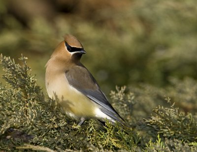 Jaseur d'Am�rique / Cedar Waxwing