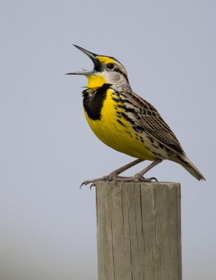 Sturnelle des pr�s / Eastern Meadowlark