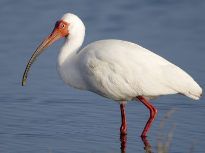 Ibis blanc / White Ibis