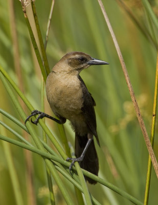 Quiscale des marais / Boat-Tailed Grackle