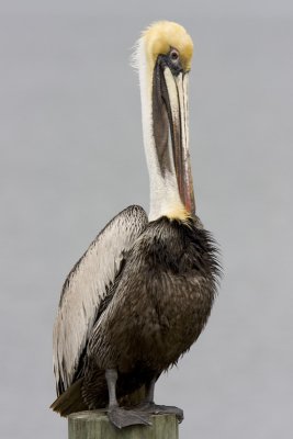 Plican Brun / Brown Pelican