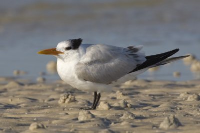 Sterne royale / Royal Tern