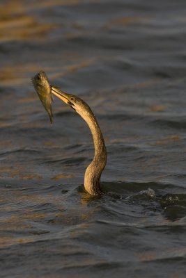 Anhinga d'Amrique / Anhinga