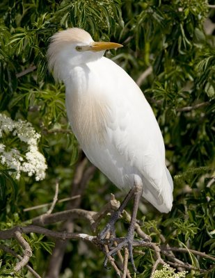 Hron garde-boeuf / Cattle Egret