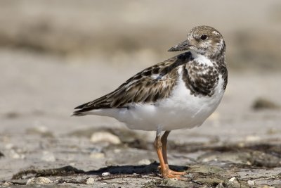 Tournepierre  collier / Ruddy Turnstone (juvenile)