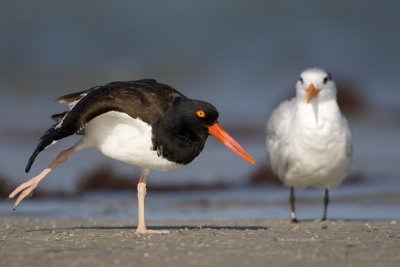 Huitrier d'Amrique - Sterne royale / American Oystercatcher - Royal Tern