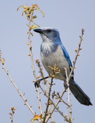 Geai gorge blanche / Florida Scrub Jay