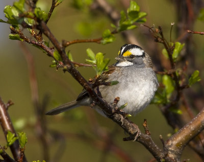 Bruant  gorge blanche / White-Throated Sparrow