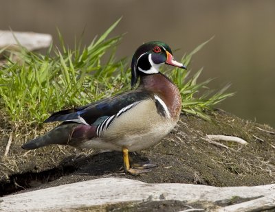 Canard branchu  / Wood Duck