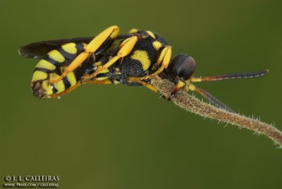  Nomada sp.