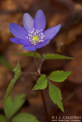 Hepatica nobilis