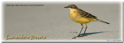 lavandera-boyera-banner
