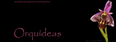 orquideas-banner