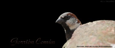 gorrion-comun-banner