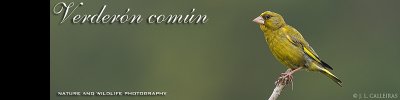verderon-banner