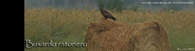 ratonero-banner