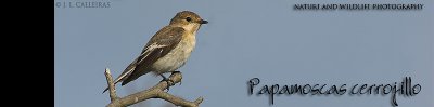 papamoscas-cerrogillo-banner