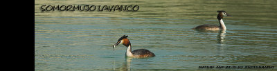 somormujo-lavanco-banner