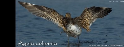 aguja-colipinta-banner