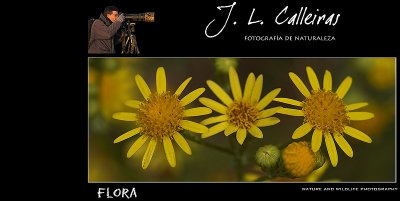 flora-banner