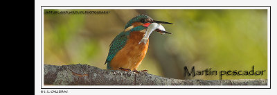 martinpescadorbanner