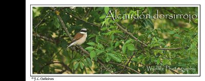 alcaudon-dorsirrojo-banner