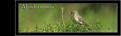 alondra-comun-banner