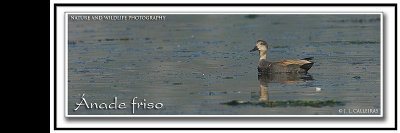 anade-friso-banner