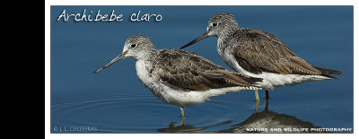archibebe-claro-banner