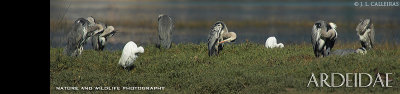 ardeidas-banner