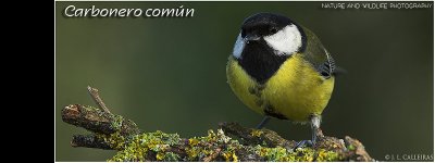 carbonero-comun-banner
