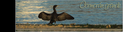 cormorn-grande-banner