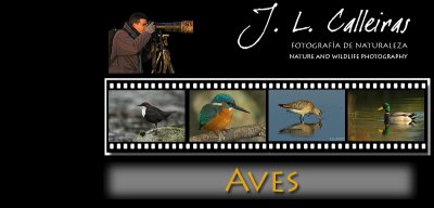 avesbanner