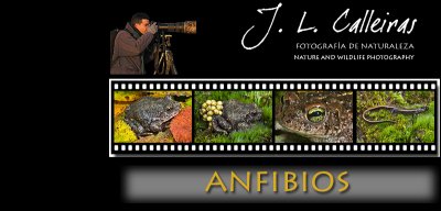anfibios-banner