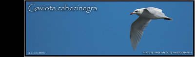 gaviota-cabecinegra-banner