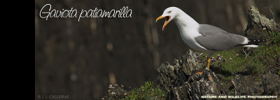 gaviota-patiamarilla-banner
