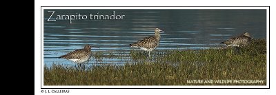 zarapito-trinador-banner