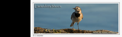 lavandera-blanca-banner