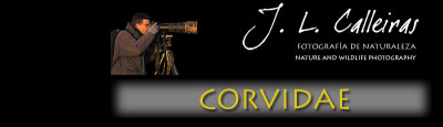 corvidae-banner