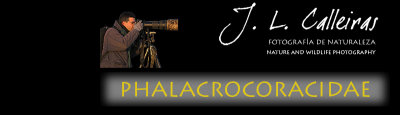 phalacrocoracidae-banner