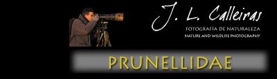 prunellidae-banner