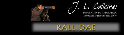 rallidae-banner
